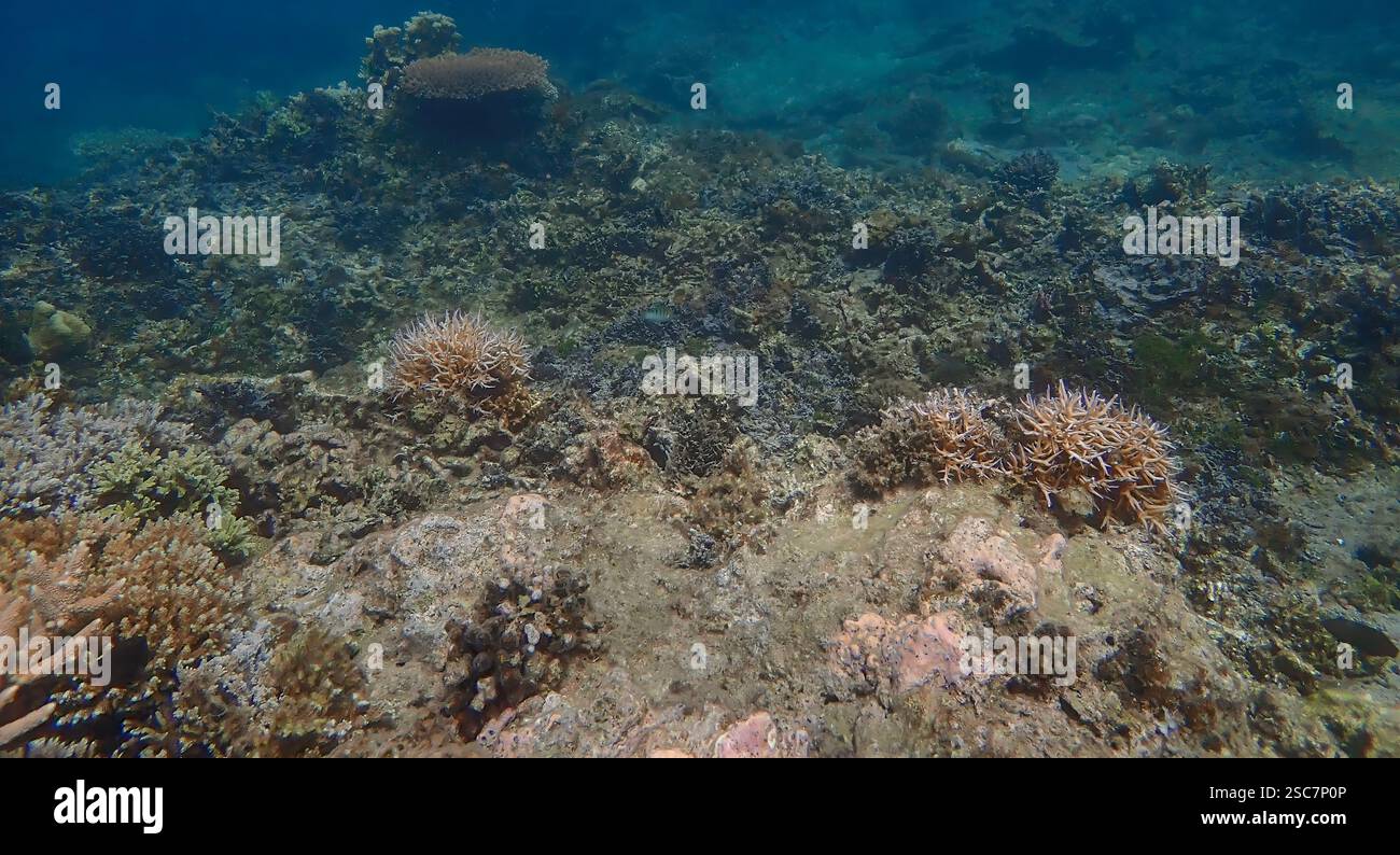Lebendiges Korallenriff mit lebenden und toten Korallen, umgeben von schülenden Rifffischen auf Bawean Island, Ost-Java, Indonesien Stockfoto