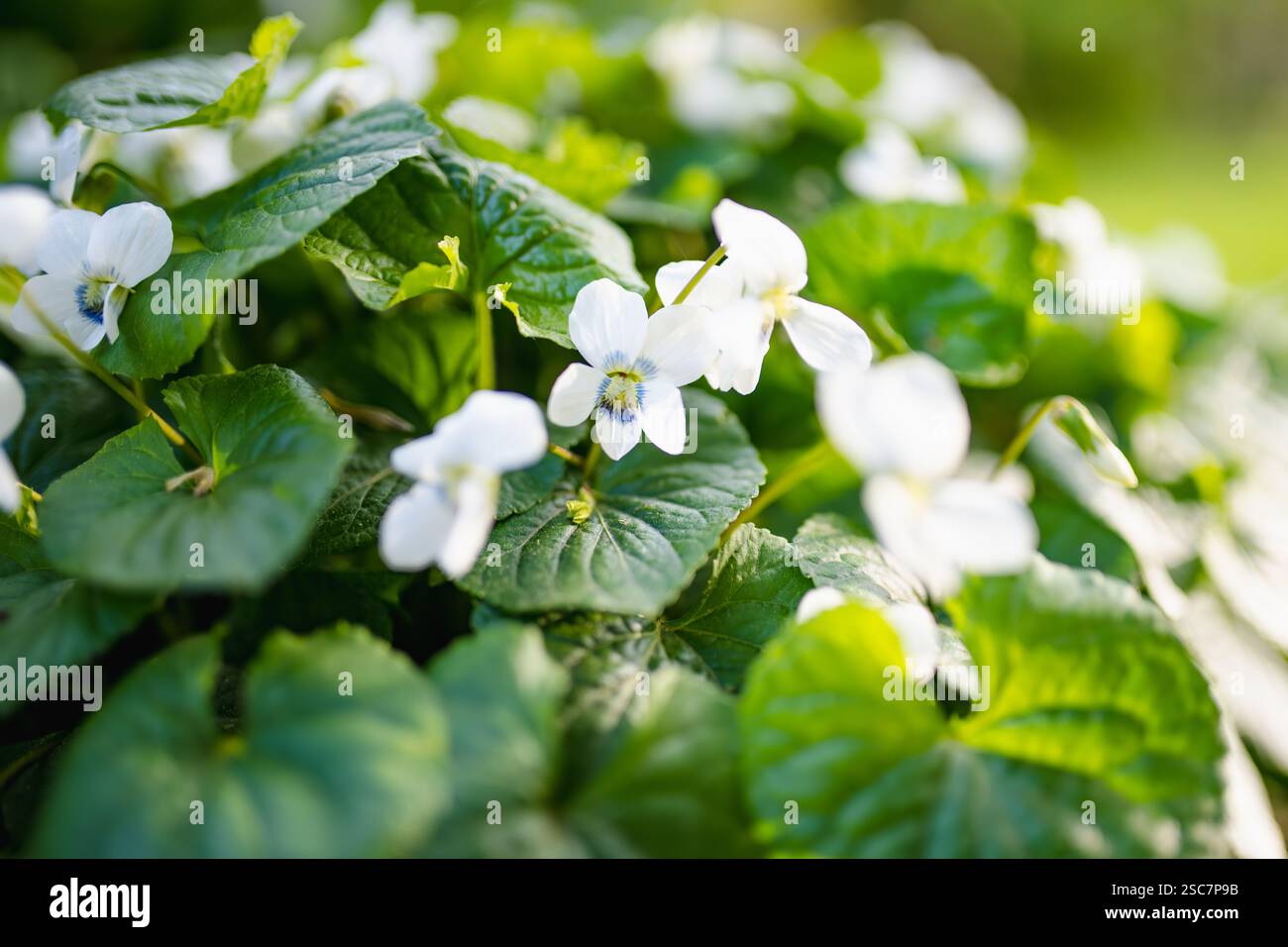 Frische weiße Bratsche canadensis auf grünem Blatthintergrund. Weiße Bratsche am sonnigen Frühlingstag. Blühender Busch aus weißen Veilchen im Park. Stockfoto