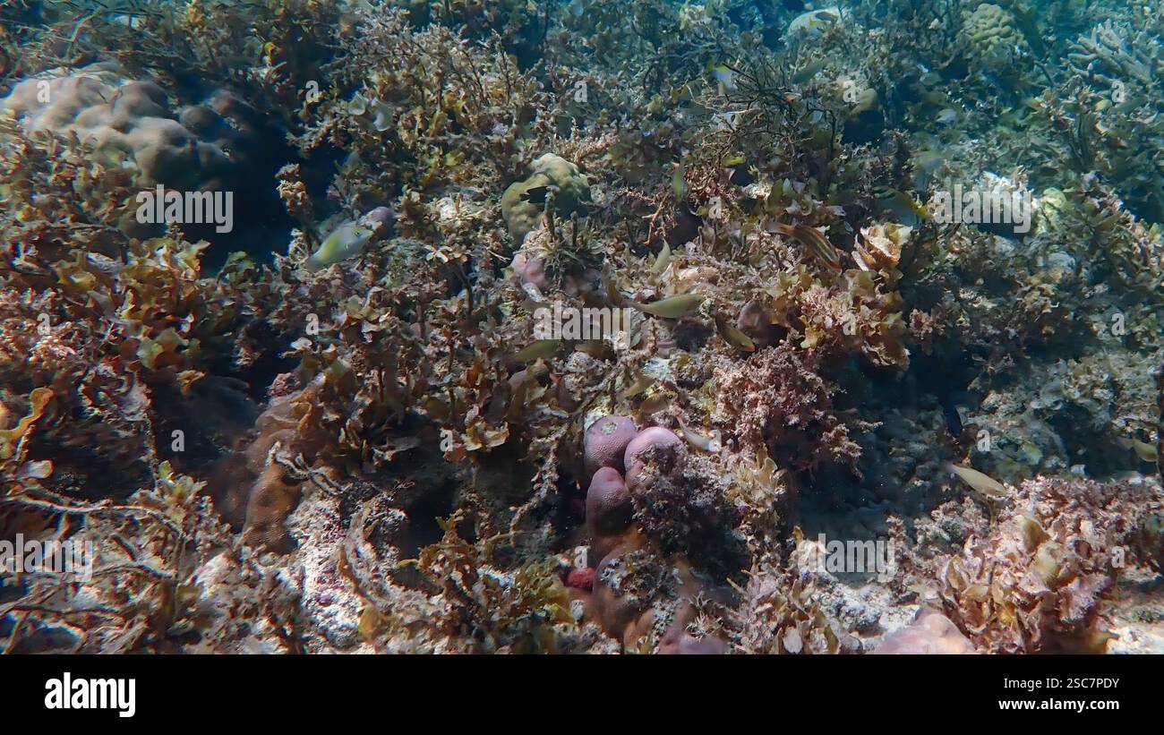 Lebendiges Korallenriff mit lebenden und toten Korallen, umgeben von schülenden Rifffischen auf Bawean Island, Ost-Java, Indonesien Stockfoto