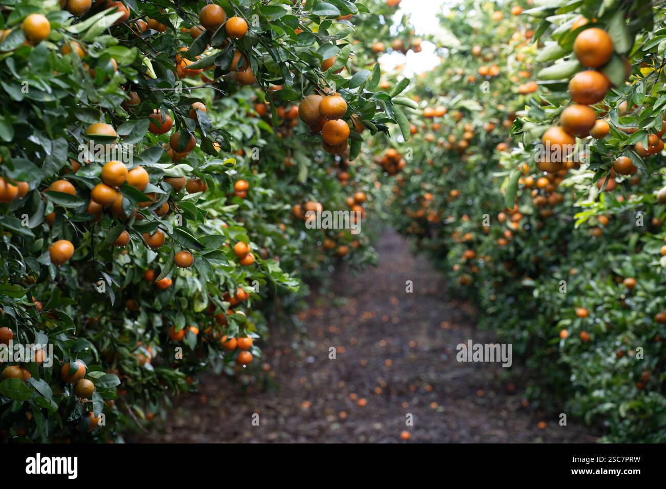 Orangenhain in der Nähe von Fresno California mit feuchten Mandarinen auf Bäumen. Reichlich Obst. Stockfoto