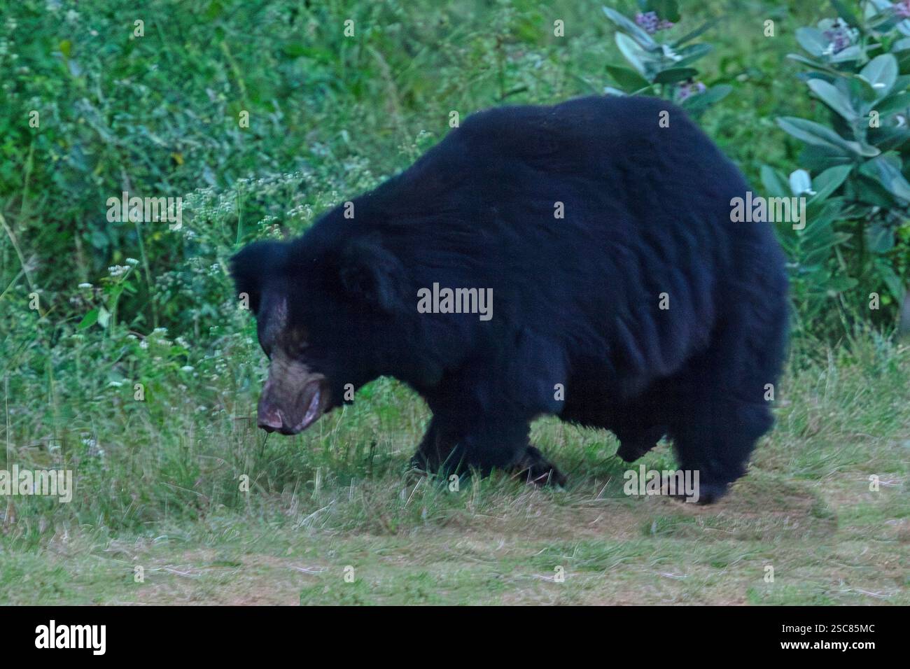 Die seltene Sichtung eines Slothbären (Melursus ursinusin) Bandipur National Park im Chamarajnagar District im Bundesstaat Karnataka ist Teil des Niligiri Bio Stockfoto