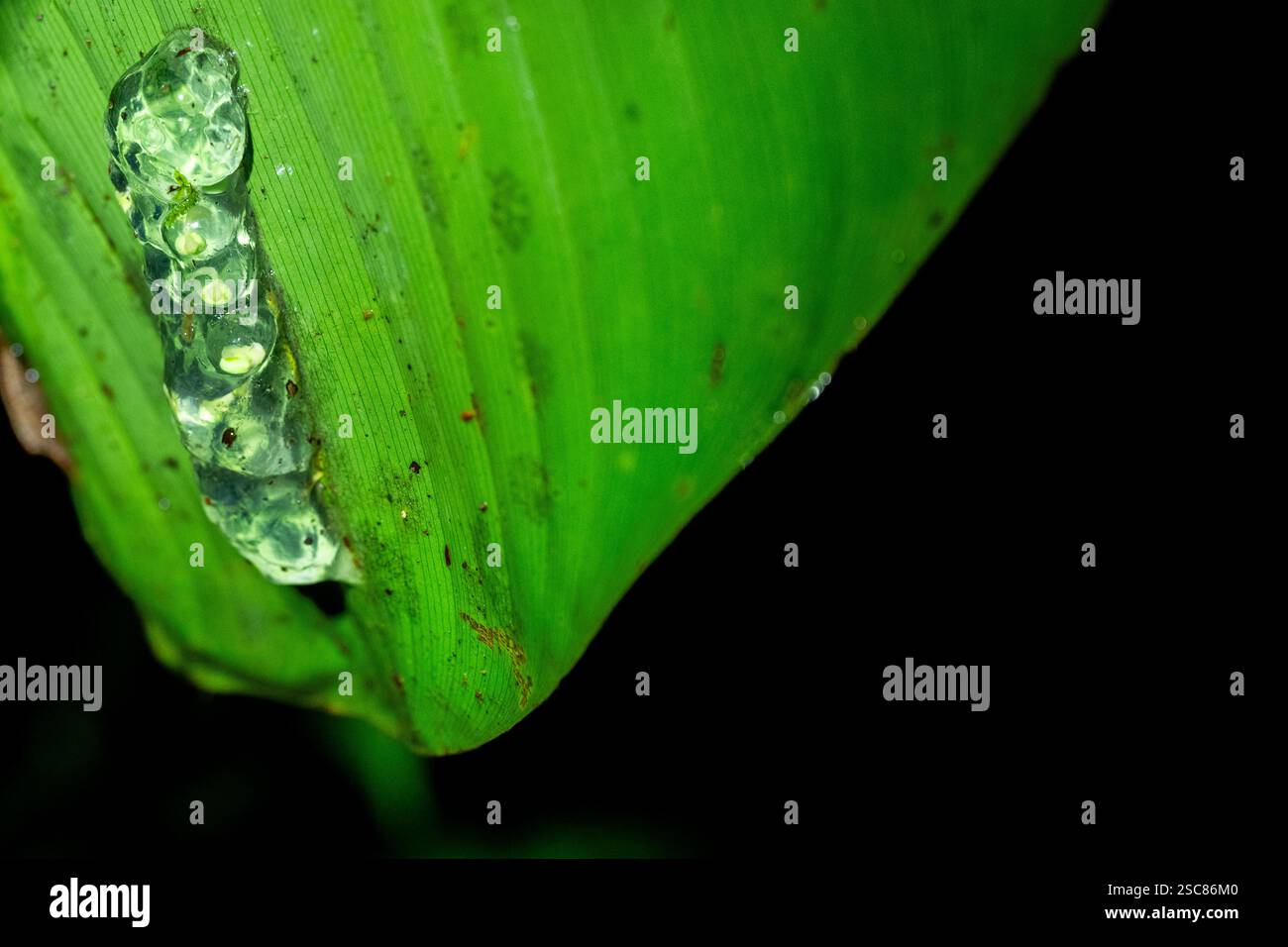 Costa Rica, Arenal. Rotäugiger Baumfrosch (Agalychnis callidryas), auch bekannt als Rotäugige Blattfroscheier am Blattboden. Kaulquappen im Inneren. Stockfoto