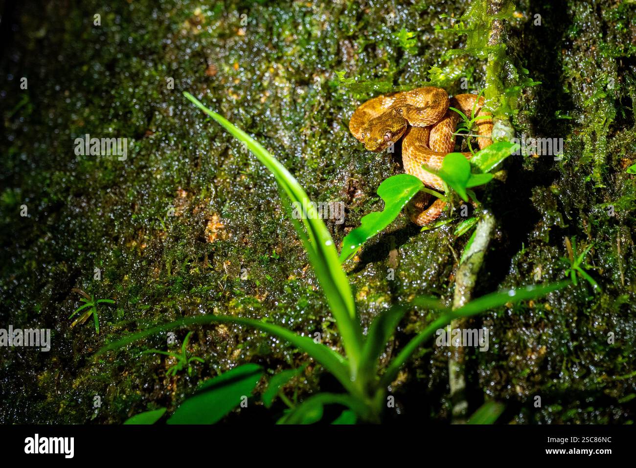 Costa Rica, Arenal. Wimpernpalme (Bothriechis schlegelii) am Baum. Stockfoto