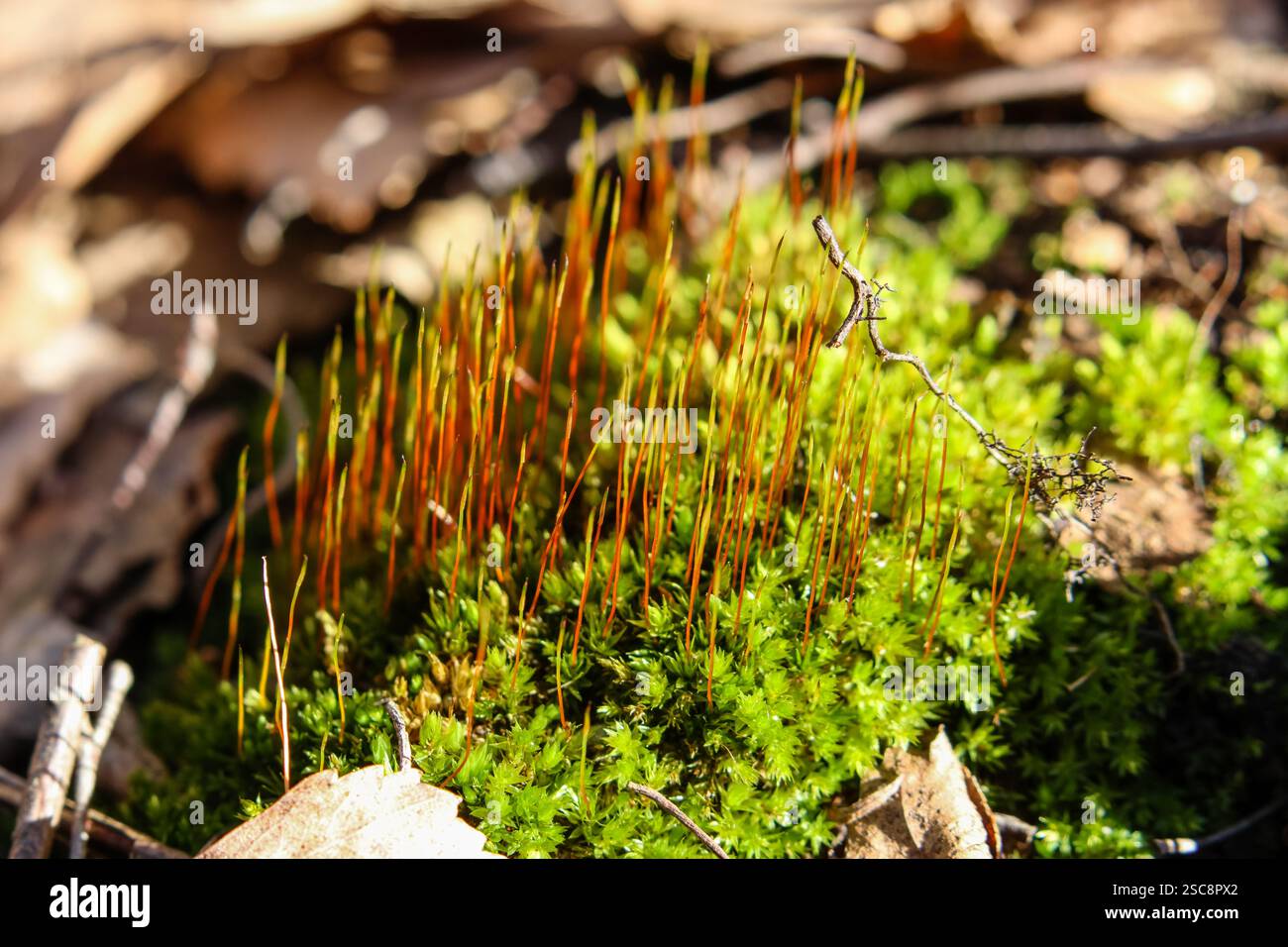 Makroaufnahme aus lebendigem Moos mit zarten Sporenstielen im Sonnenlicht des Waldes, Erdboden aus Nahaufnahme, herbstliche Atmosphäre, horizontal Stockfoto