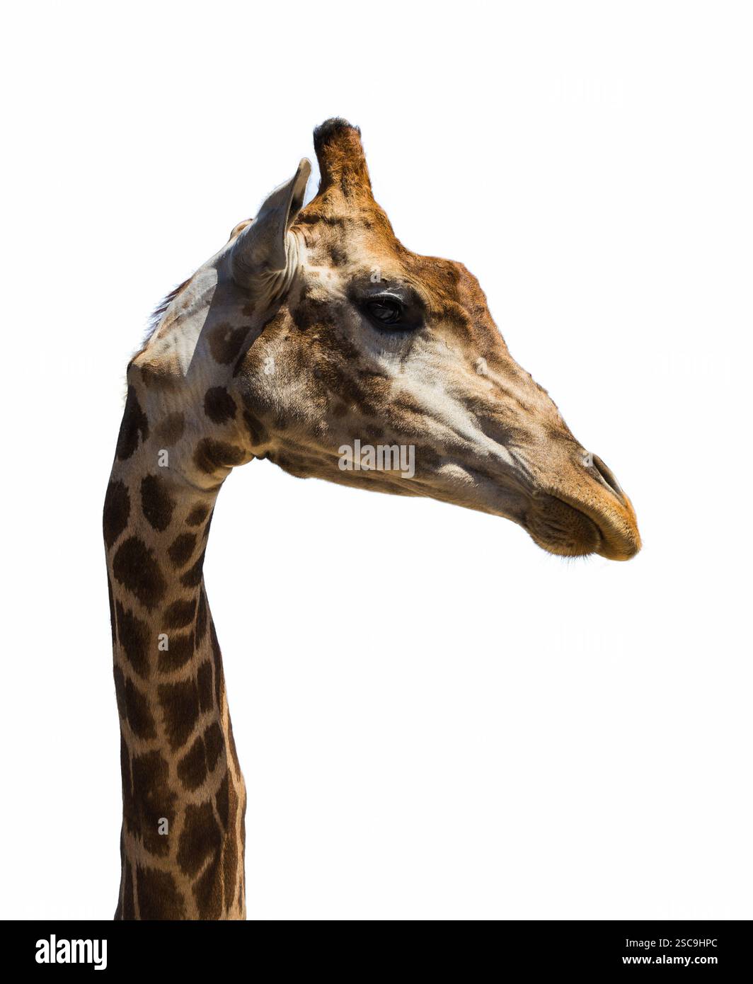 Giraffe in freier Wildbahn am sonnigen Tag Stockfoto