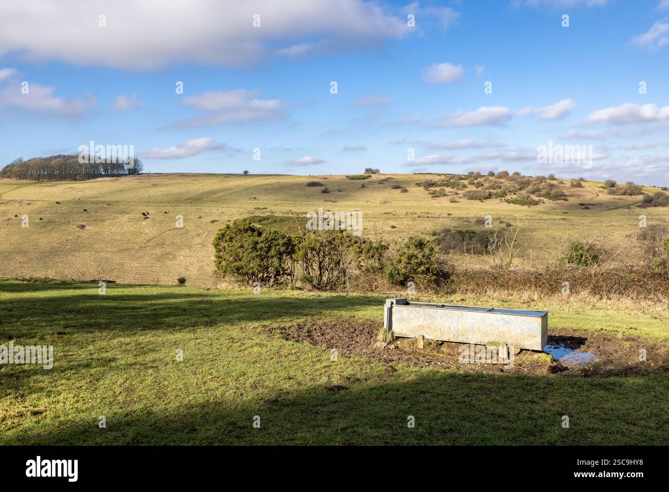Ein tierischer Wassertrog auf einem Feld oberhalb des Devils Dyke in Sussex Stockfoto