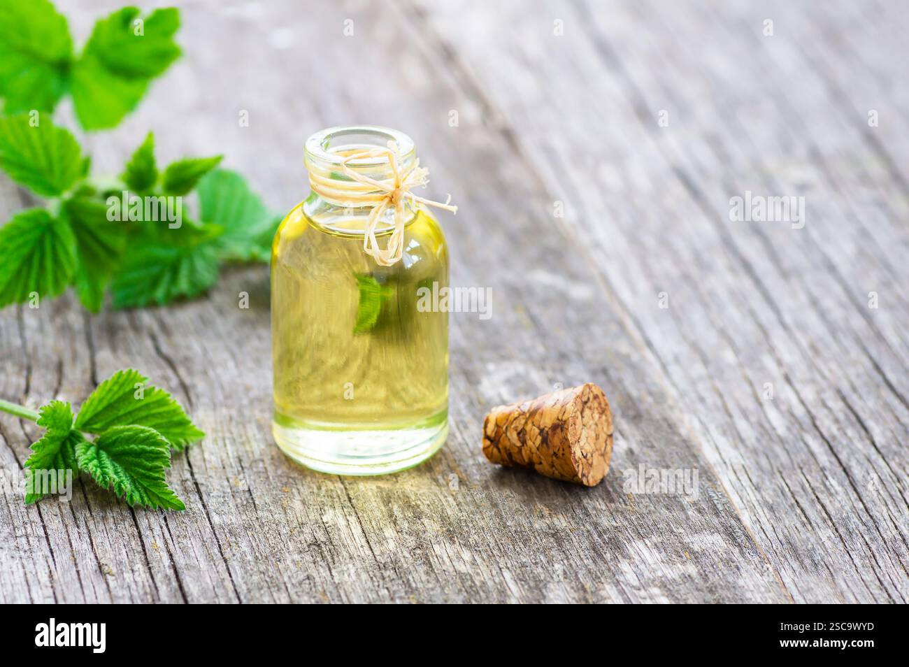 Glasflasche Brennnessel ätherisches Öl mit frischen Brennnessel Zweigen und Blättern auf hölzernem rustikalem Hintergrund, Kräuterheilöl Konzept ( urtica ) Stockfoto