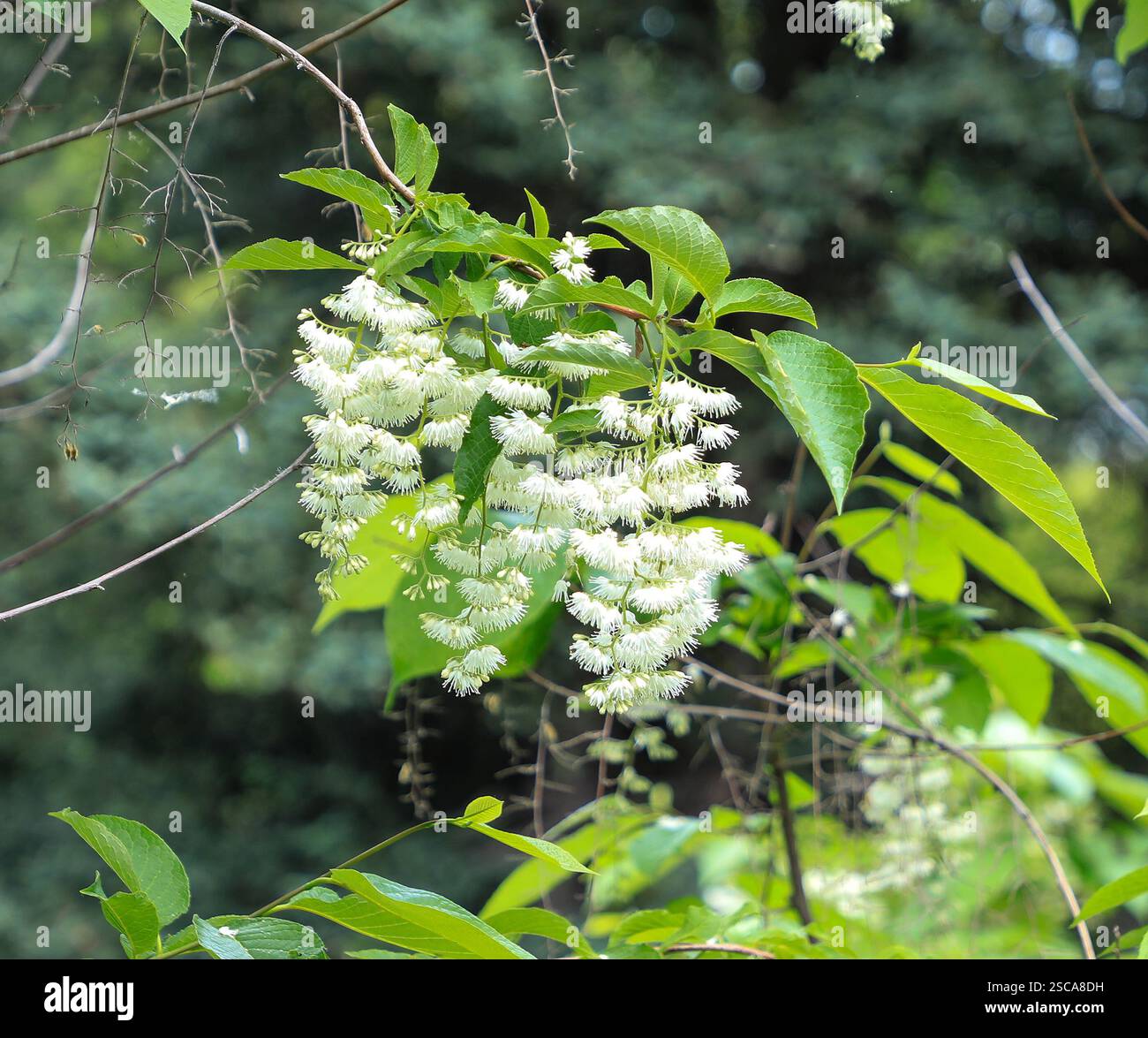 Pterostyrax hispidus, der epaulettebaum oder duftende epaulettebaum, ist eine Art blühender Pflanze aus der Familie der Styracaceae, Italien, Europa Stockfoto
