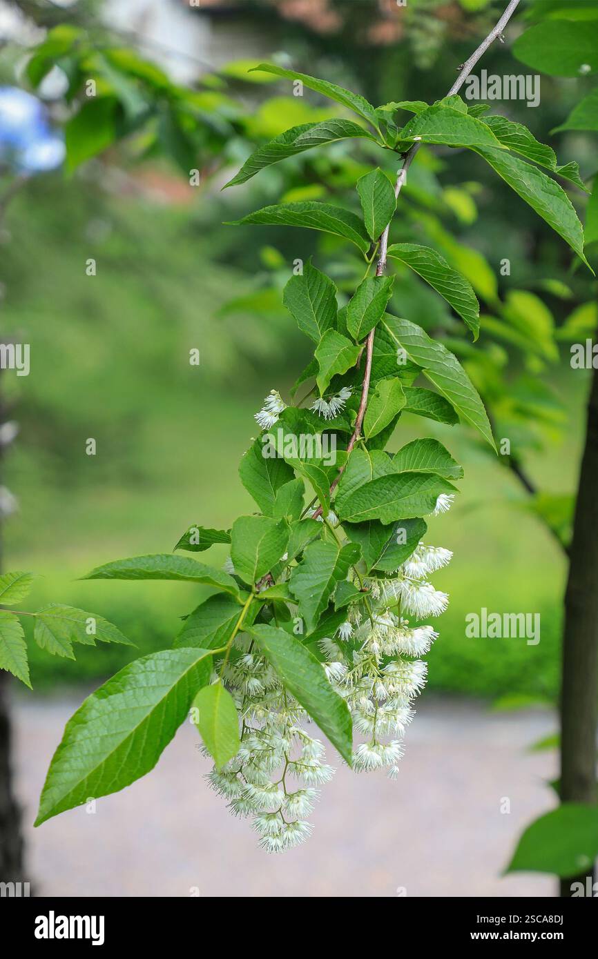 Pterostyrax hispidus, der epaulettebaum oder duftende epaulettebaum, ist eine Art blühender Pflanze aus der Familie der Styracaceae, Italien, Europa Stockfoto