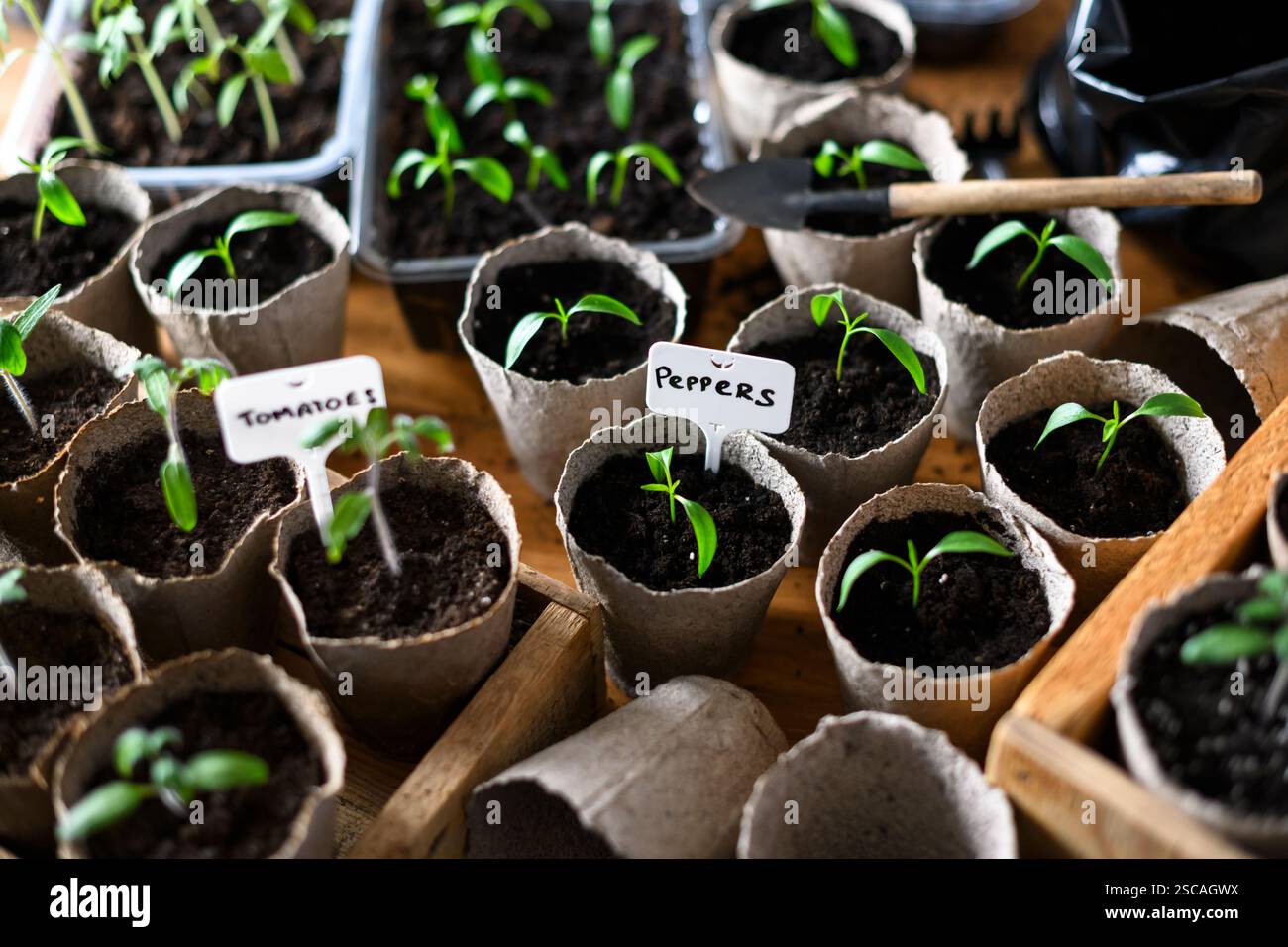 Kleine Tomaten- und Paprikensetzlinge in Torfbechern auf Holztisch. Vorbereitung von Pflanzen für den Anbau in offenem Boden. Home-Garden-Konzept Stockfoto