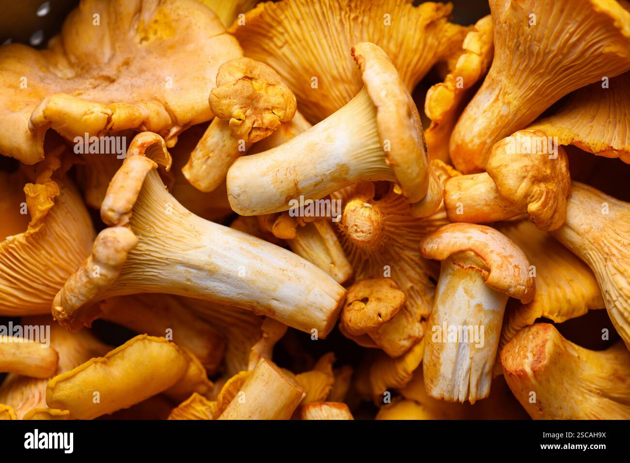 Makroaufnahme frischer Chanterelle-Pilze aus nächster Nähe. Lebensmittelfotografie Stockfoto