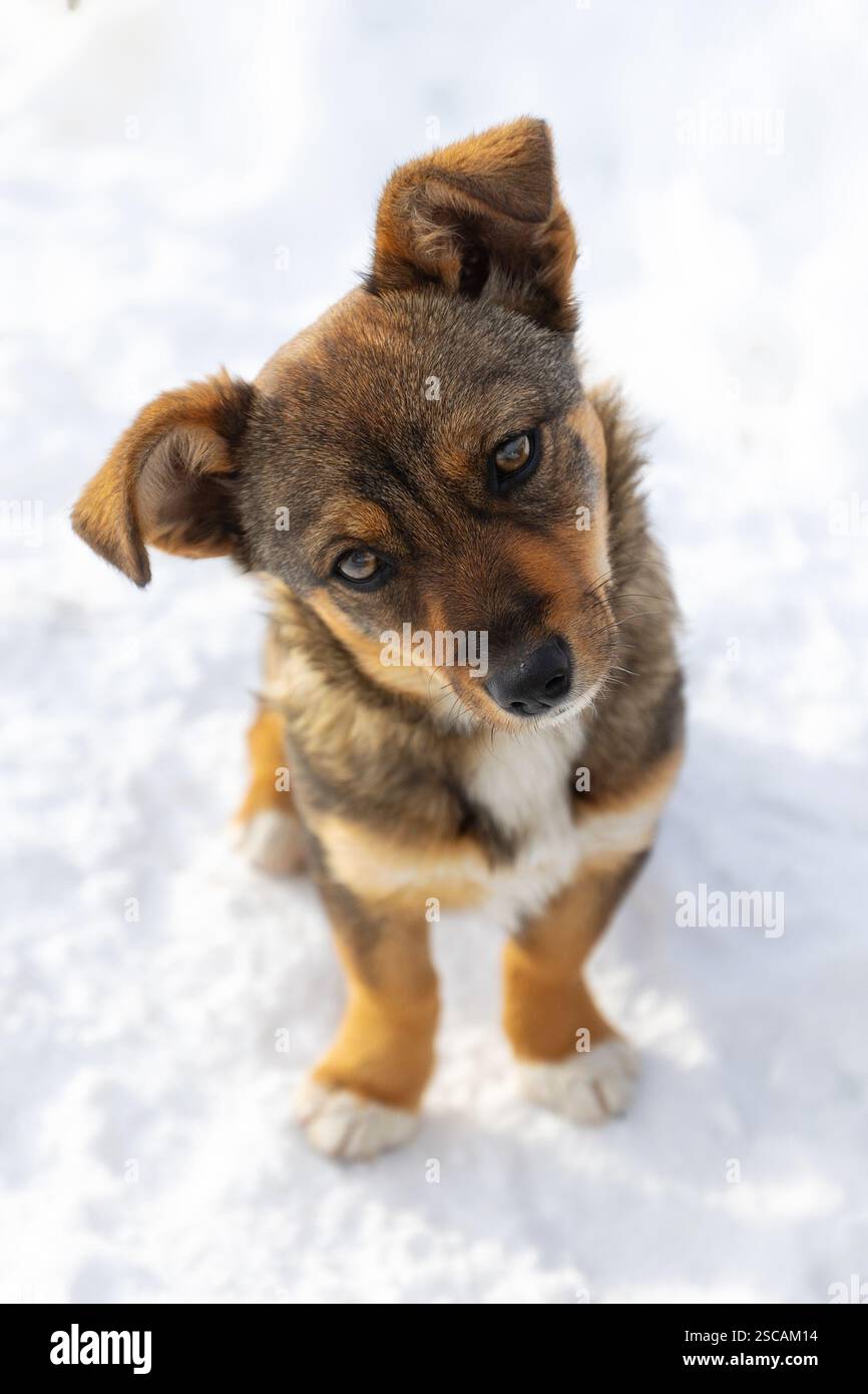 Brauner Hündchen sitzt draußen und blickt nach oben. Gemischte Rasse Stockfoto
