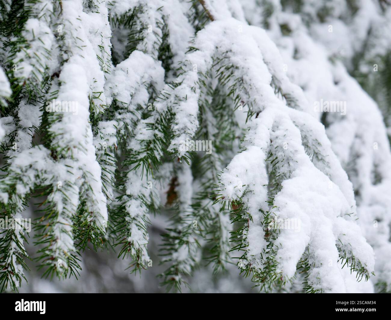 Eine schneebedeckte Tanne, perfekt als Hintergrund für Weihnachts- und Wintermotive mit einer ruhigen, frostigen Atmosphäre. Stockfoto