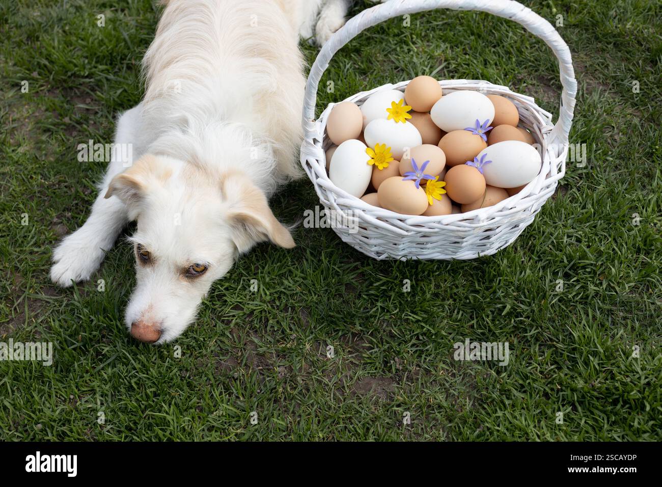Weißer Hund liegt auf Gras, daneben steht ein Korb voller frisch gesammelter Hühnereier. Ostervorbereitung. Betrieb, Geflügelhaltung, Stockfoto