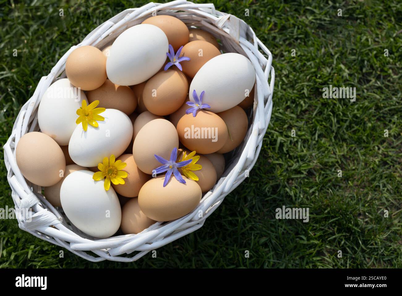 Ostervorbereitung. Viele weiße und beige frische Hühnereier werden in einem weißen Korb gesammelt, der auf dem Gras steht und Platz für Text bietet. Bauernhof, Poult Stockfoto