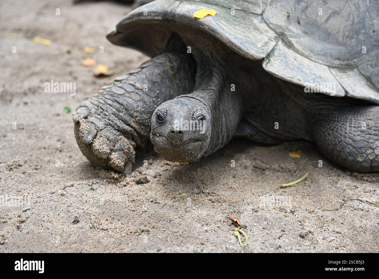 Schöne große Seychellen-Schildkröte in ihrem natürlichen Lebensraum. Mahe Island, Seychellen Stockfoto