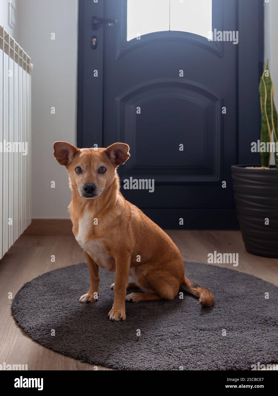 Ein kleiner brauner Hund, der auf einem Teppich neben einer geschlossenen Eingangstür sitzt und geduldig darauf wartet, nach draußen zu gehen. Gemütlicher Innenraum mit weichem Tageslicht Stockfoto