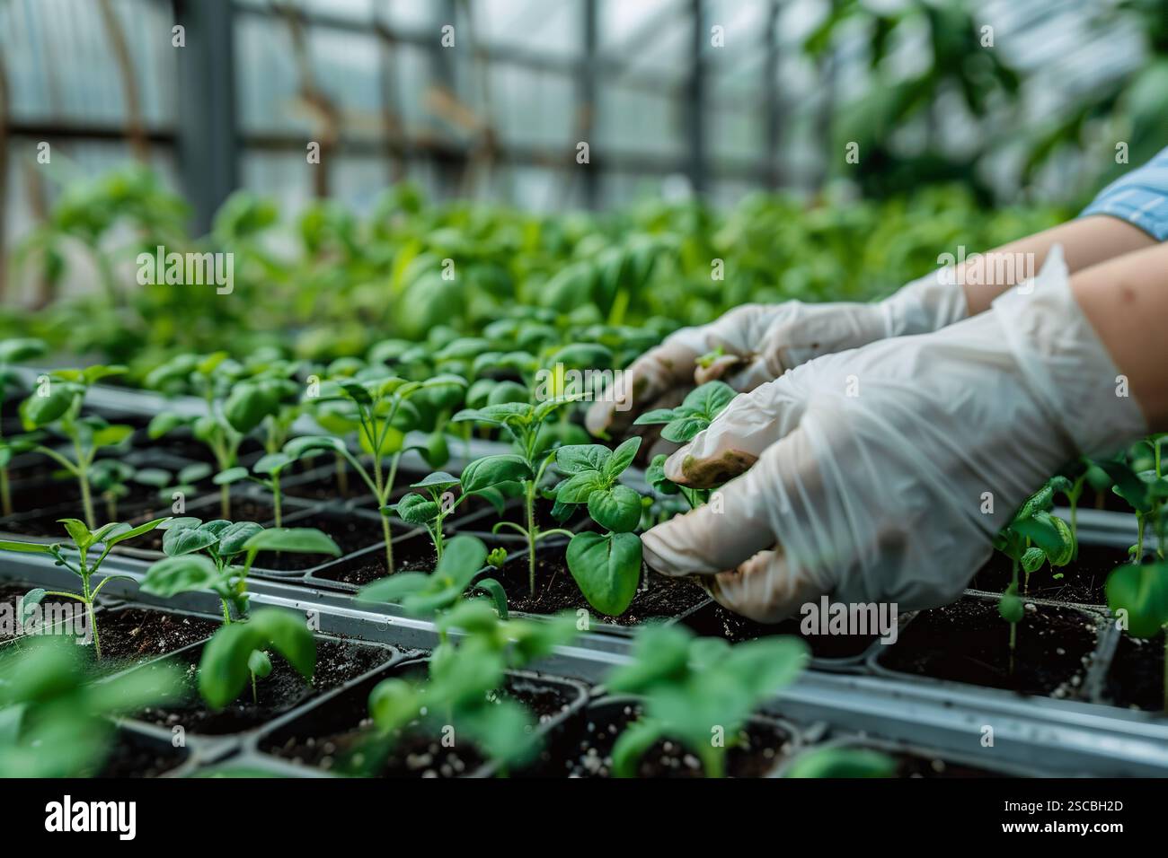 Die Hände eines Gärtners berühren sanft junge Sprossen, die sorgfältig in einem Gewächshaus gezüchtet werden. Eine Person pflanzt Setzlinge in einem Garten Stockfoto