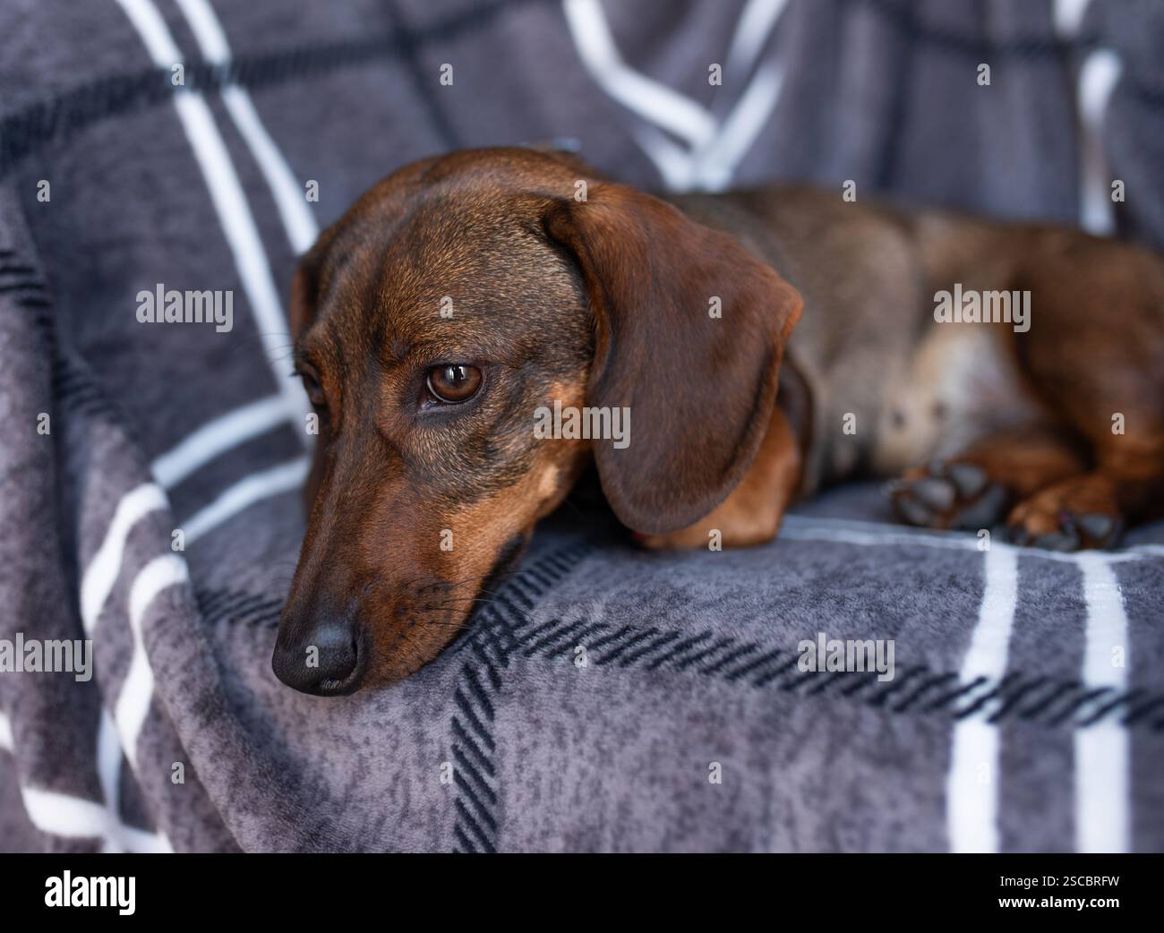 Der Dackel liegt im Bett. Weiße Baumwolldecke, Platz für Text Stockfoto