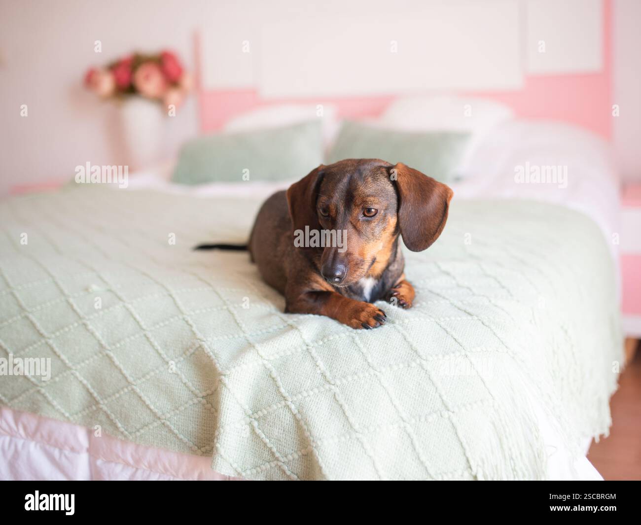Der süße braune Dackel liegt auf einem weißen Bett. Stockfoto
