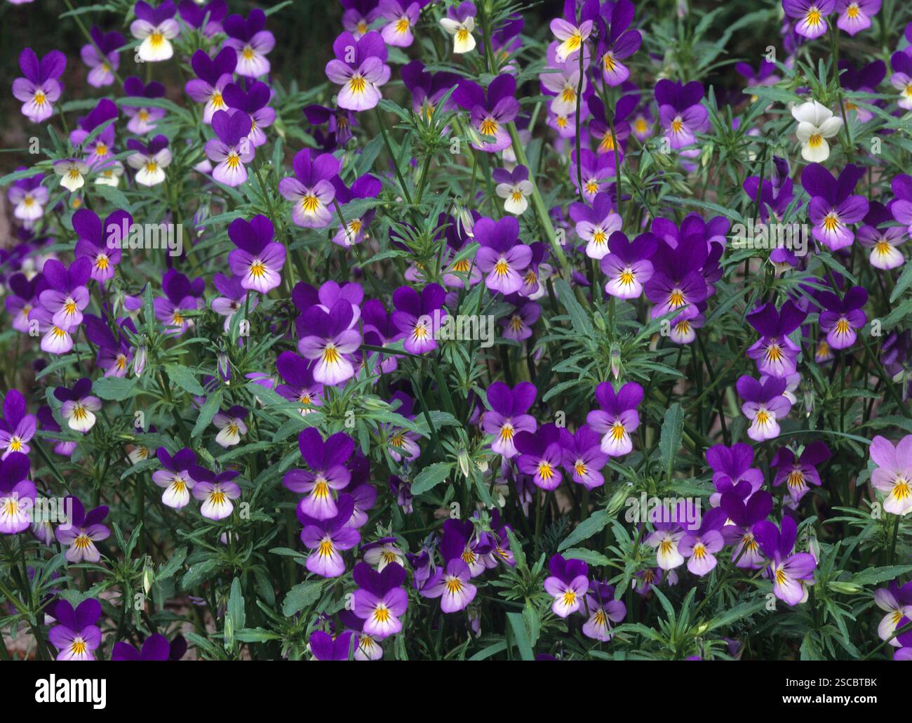 Stiefmutter Veilchen Stockfoto