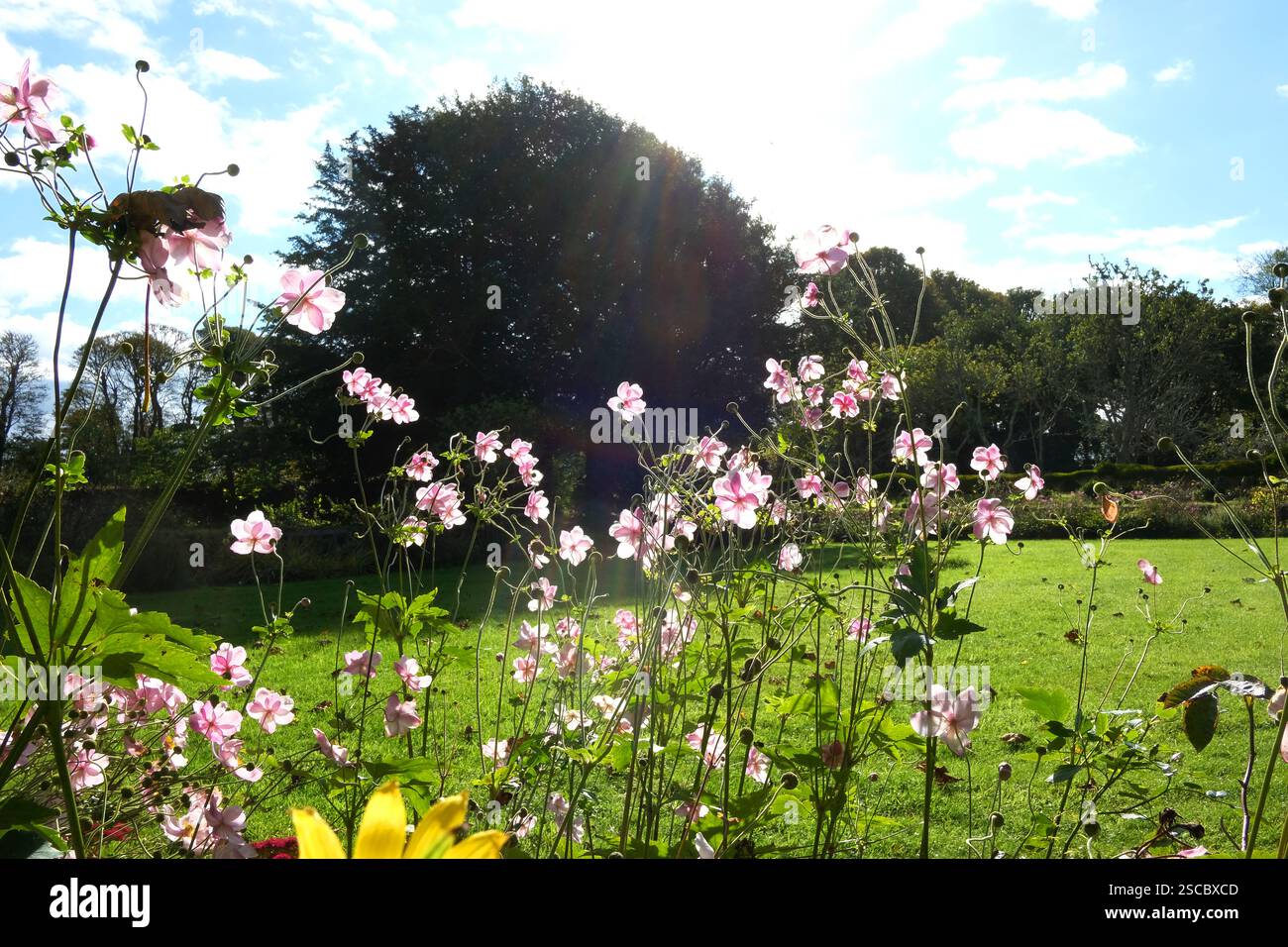 Japanische Anemonen blühen im Spätsommer Stockfoto