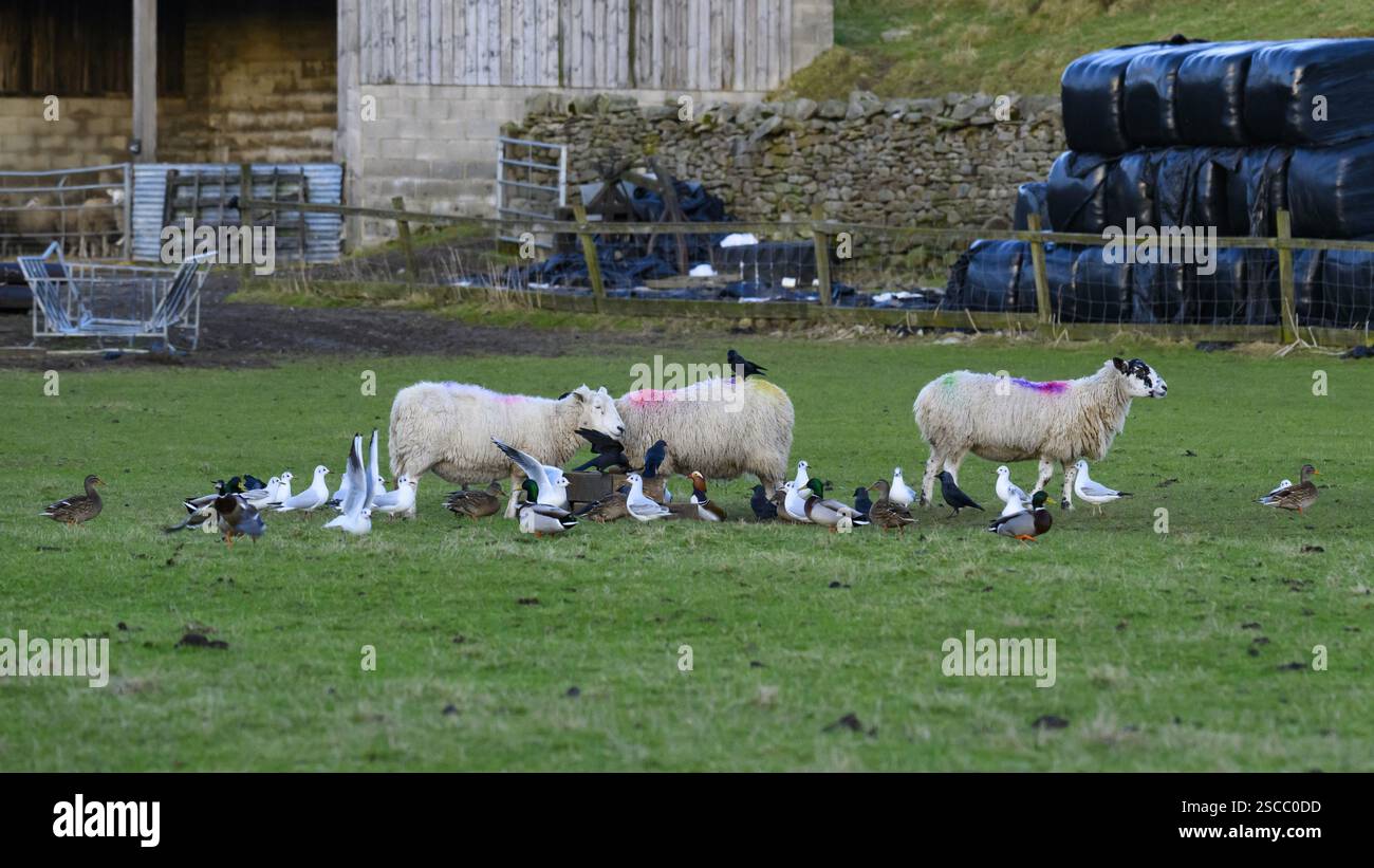 Schafe auf dem Bauernhof und eine Vielzahl gieriger hungriger Vögel, die sich schwärmen, versammeln, Schafe stehlen und Winterfutter fressen - North Yorkshire, England, Großbritannien. Stockfoto