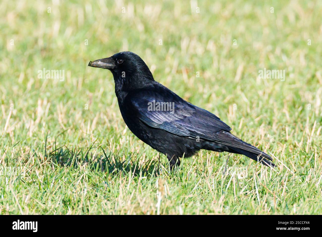 Aas Krähe, Corvus Corone steht auf Gras in Sussex, Großbritannien Stockfoto