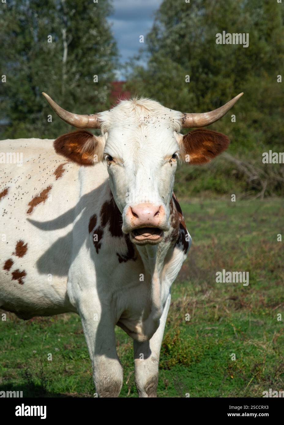 Die Kuh steht auf der Weide und liegt mit dem Kopf in Richtung Kamera Stockfoto