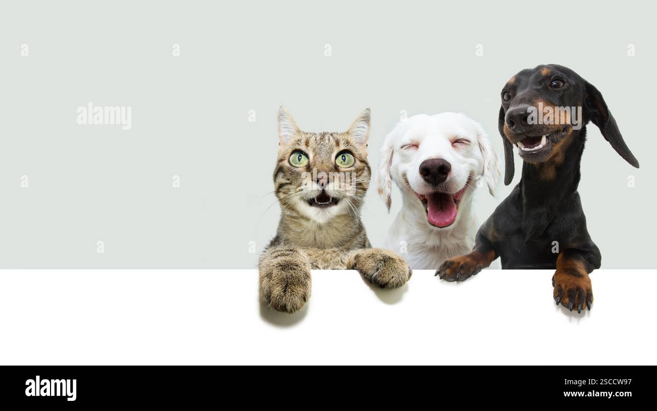 Banner für glückliche Haustiere. Hunde und Haustiere lächeln und hängen ihre Pfoten über einem weißen blanck. Isoliert auf grauem Hintergrund Stockfoto