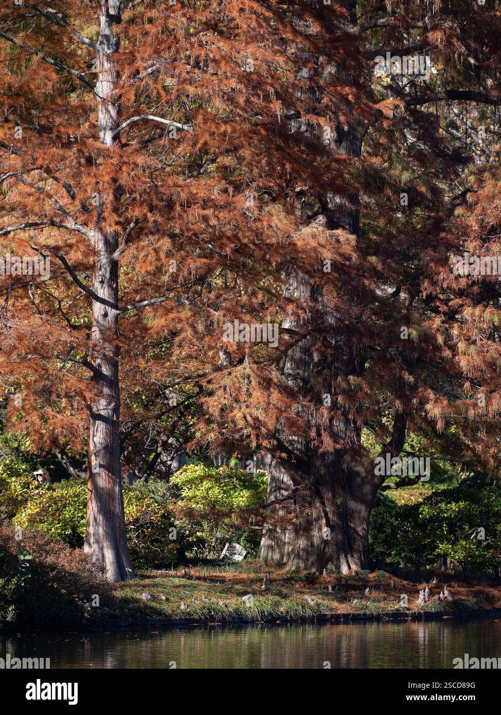 Missouri Botanical Garden - Japanischer Garten, Lage: St. Louis MO, Landschaftsarchitekt: Mackey Associates Stockfoto