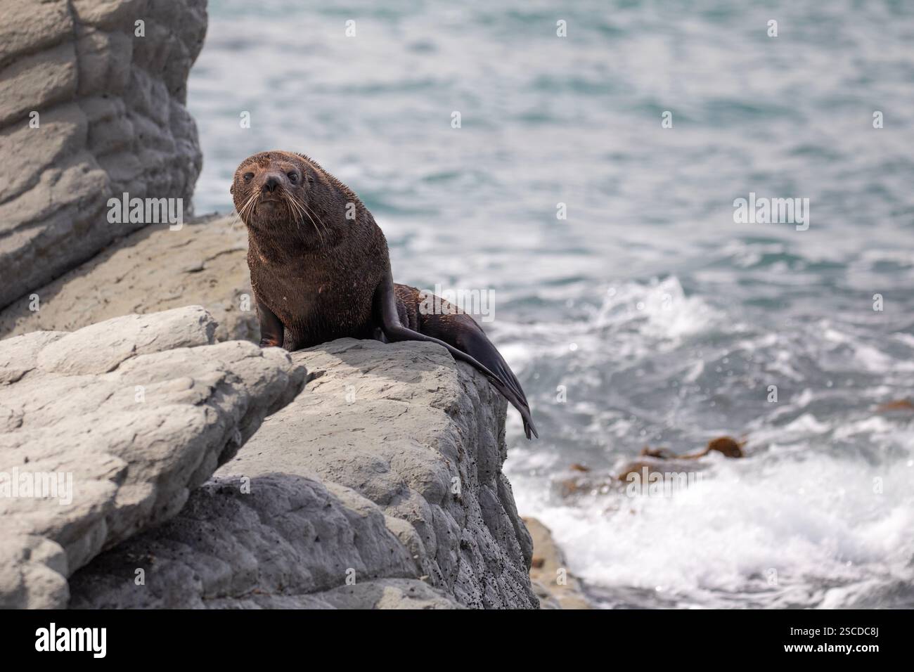 Eine Pelzrobbe posiert majestätisch auf einigen Felsen über dem Pazifik. Stockfoto