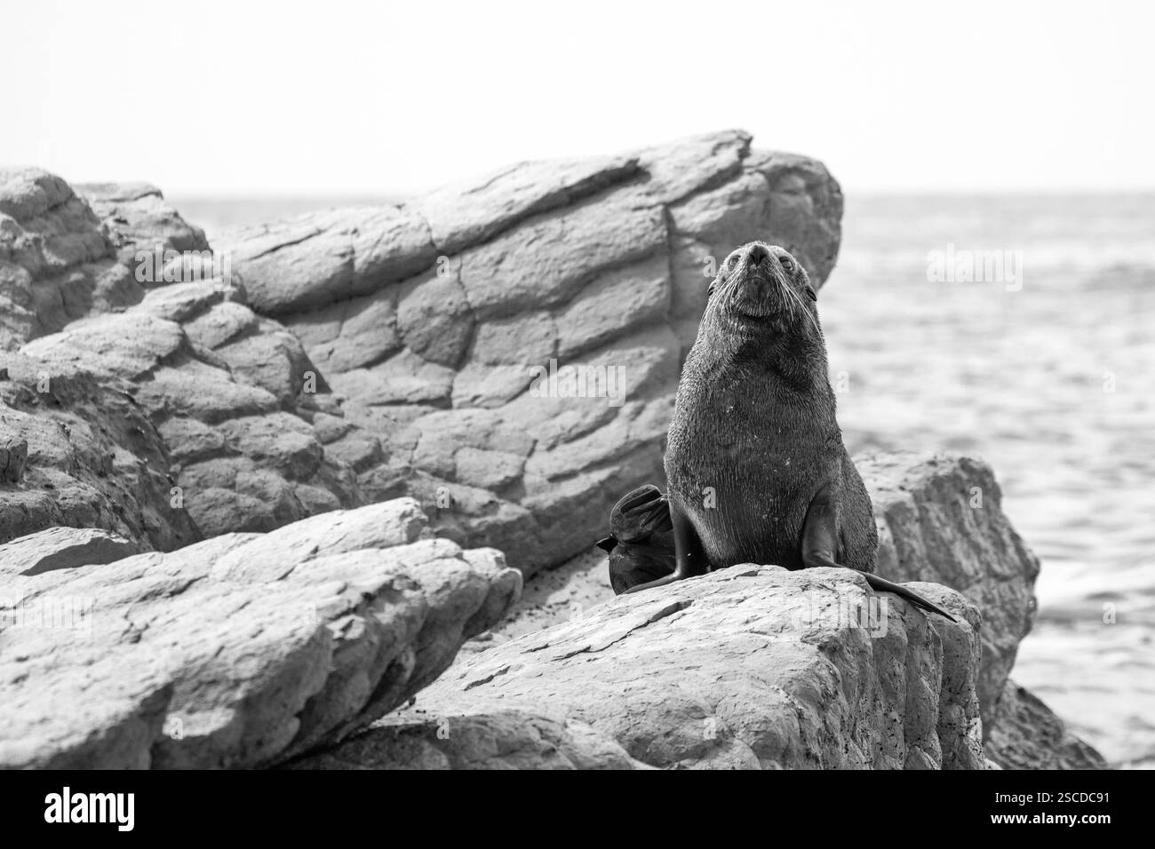 Schwarz-weiß-Bild einer Pelzrobbe, die majestätisch auf einigen Felsen posiert. Stockfoto
