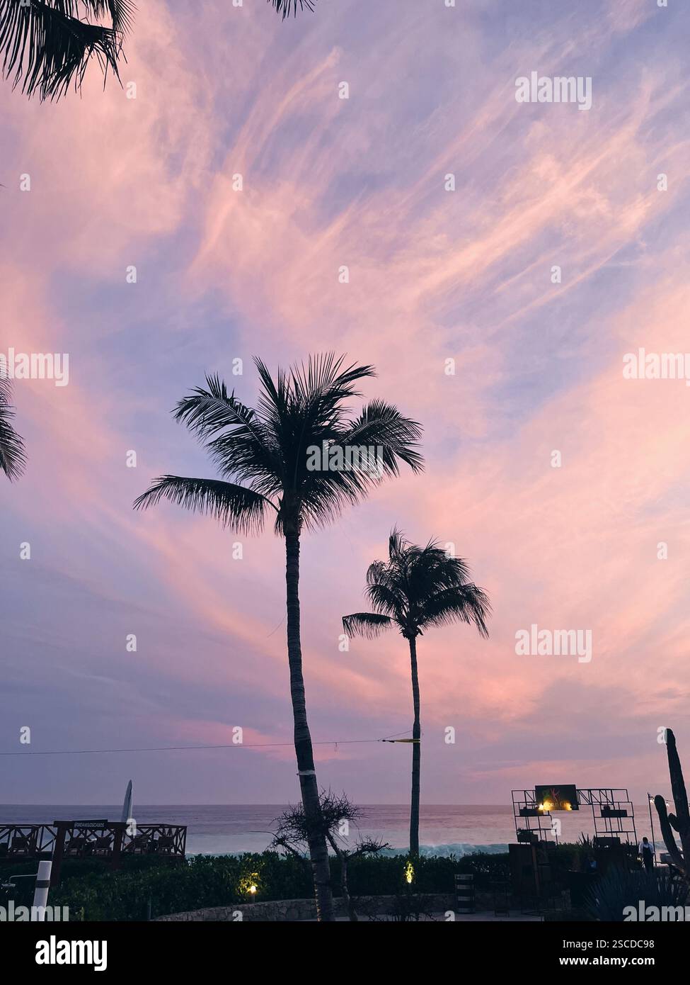 Zwei Palmen gegen rosa Sonnenuntergang - Smartphone-aufgenommenes Stockfoto