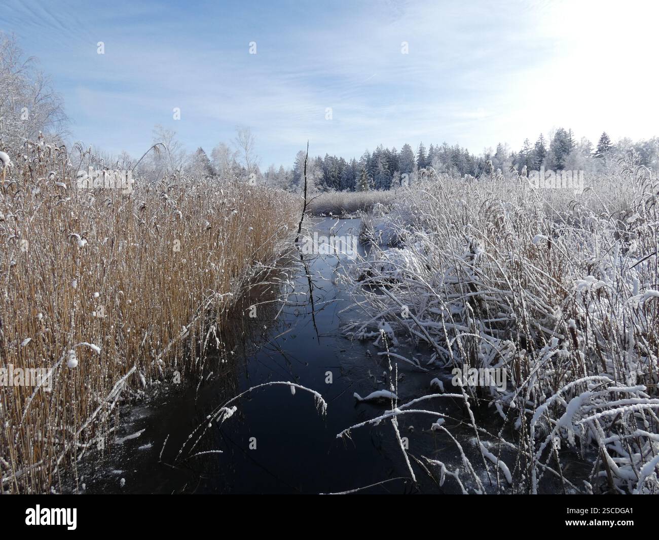 Winter im Wurzacher Ried Stockfoto