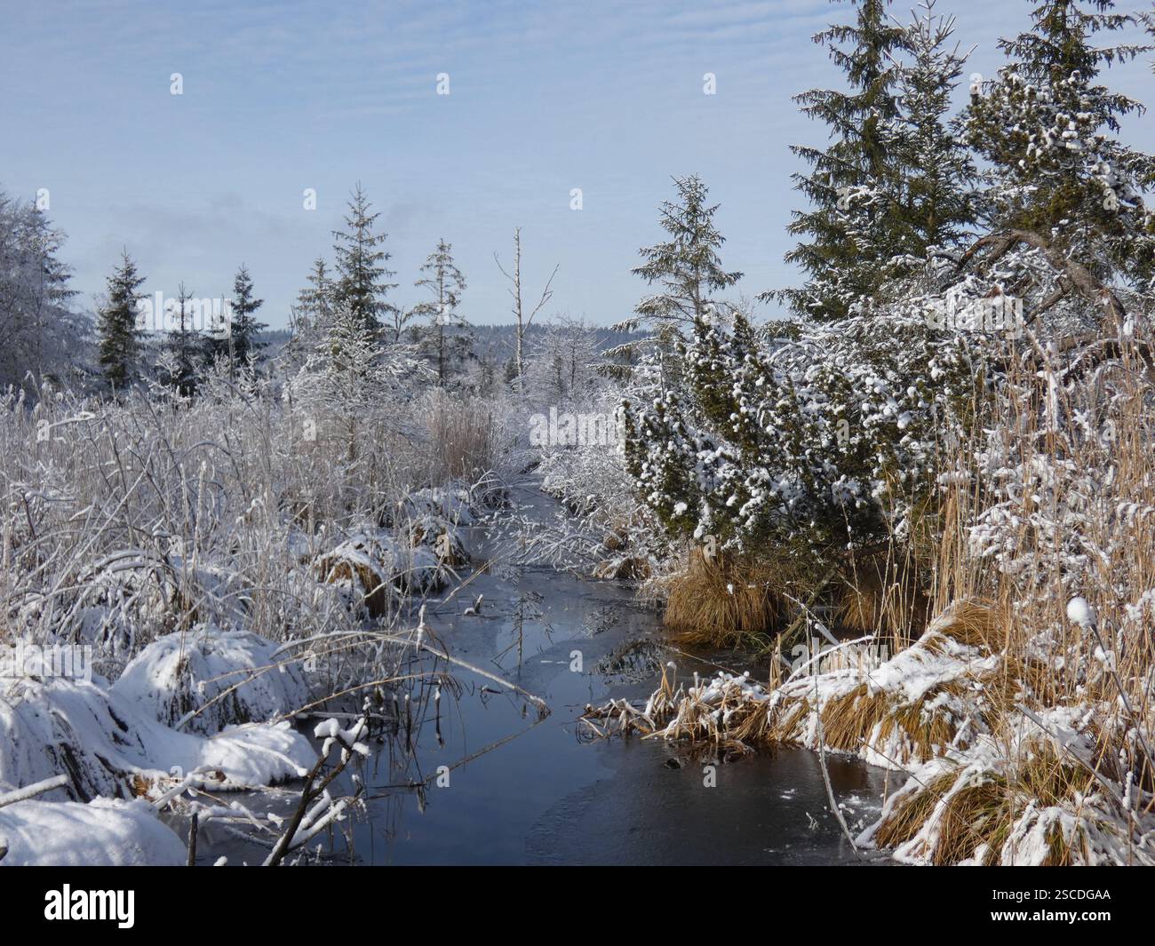Winter im Wurzacher Ried Stockfoto