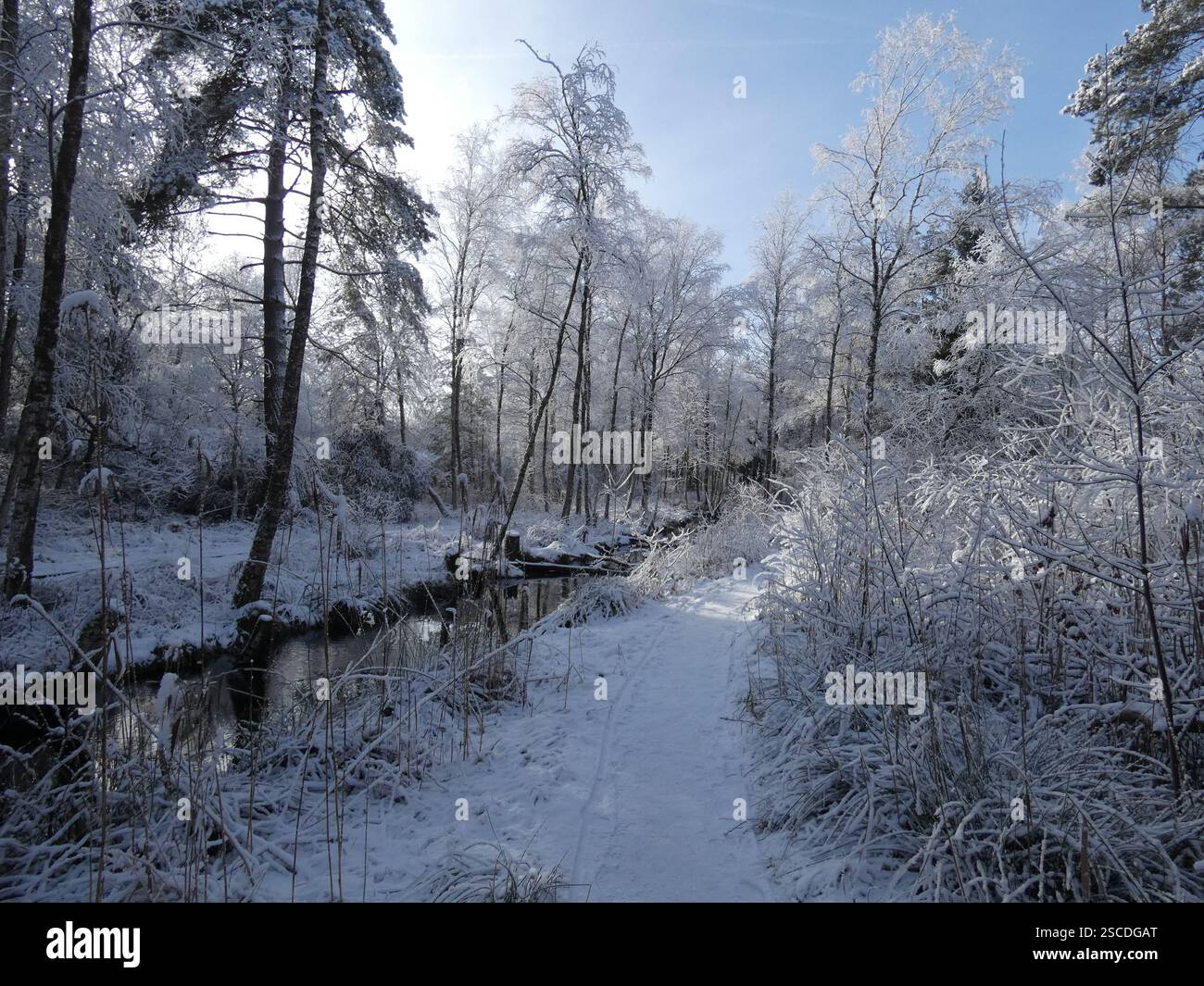 Winter im Wurzacher Ried Stockfoto