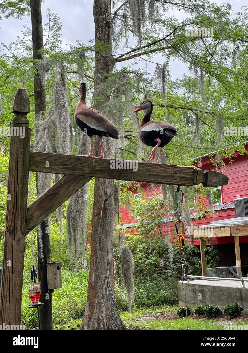 Zwei schwarzbauchige pfeifende Enten sitzen anmutig auf einem Holzpfosten im ruhigen Wasser eines Sumpfes von Louisiana. Stockfoto