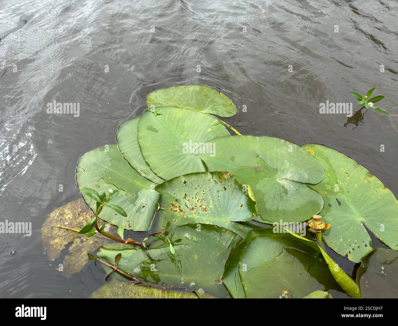 Die ruhige Szene mit Fliegenlilypaden, die auf den stillen Gewässern eines Bayou in Louisiana schweben und das Wesen der Sümpfe einfangen Stockfoto