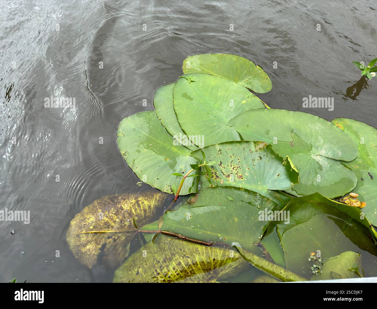 Die ruhige Szene mit Fliegenlilypaden, die auf den stillen Gewässern eines Bayou in Louisiana schweben und das Wesen der Sümpfe einfangen Stockfoto