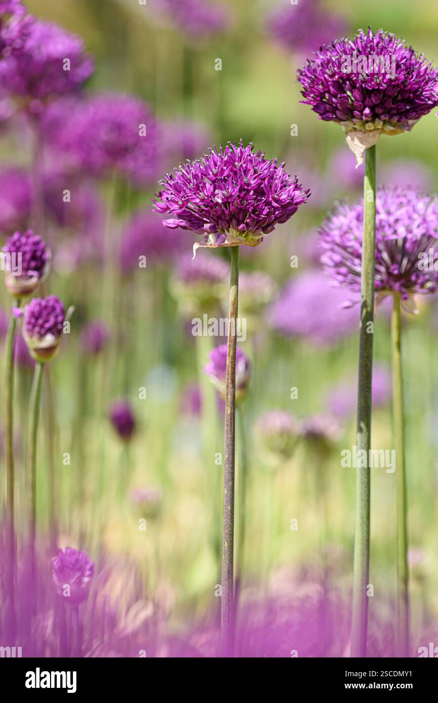Große, aufrechte Allium-Zwiebeln blühen im Garten, Schottland, Mai Stockfoto