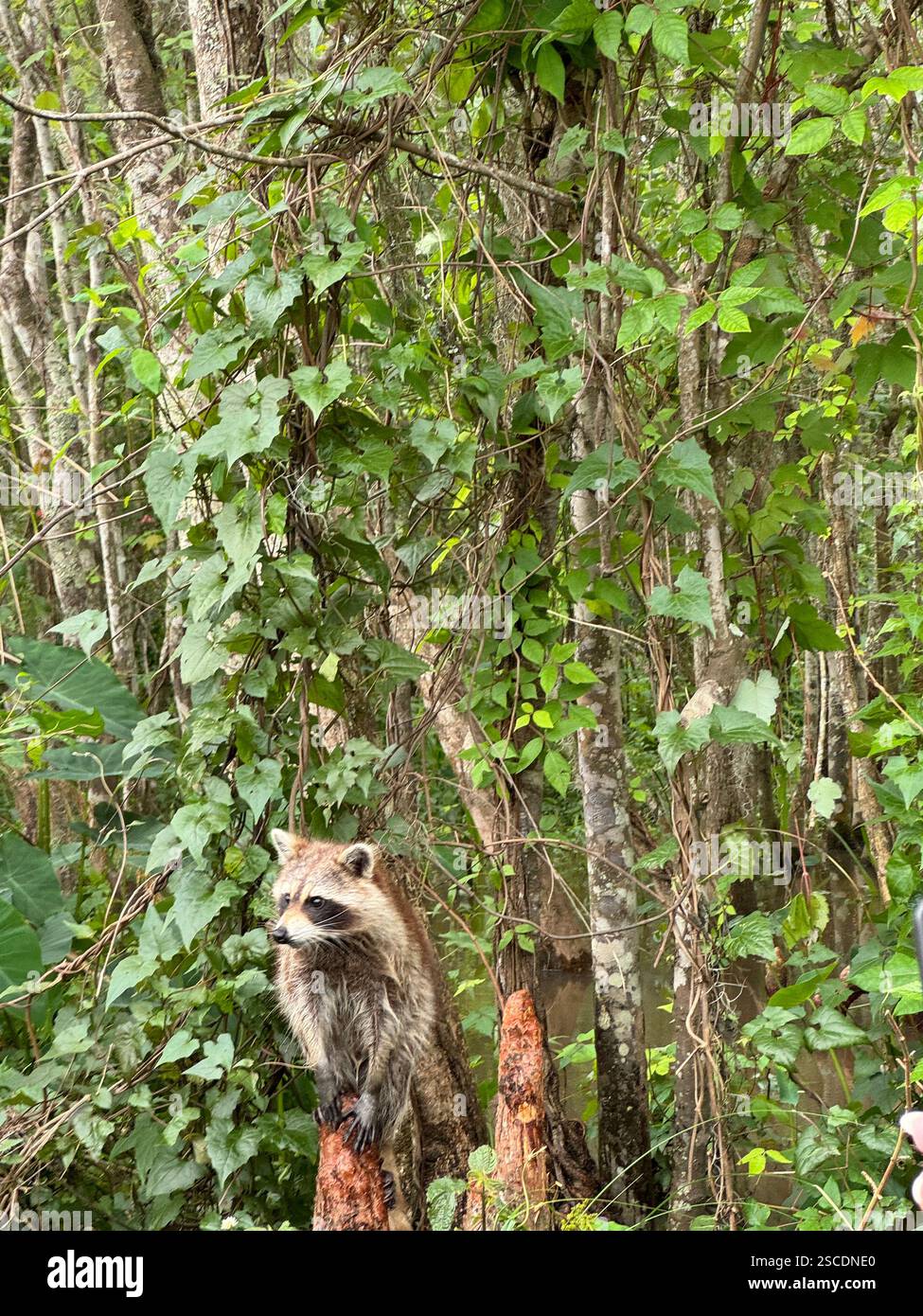 Waschbär auf einem Baumzweig inmitten der üppigen Umgebung eines Sumpfes in Louisiana. Stockfoto