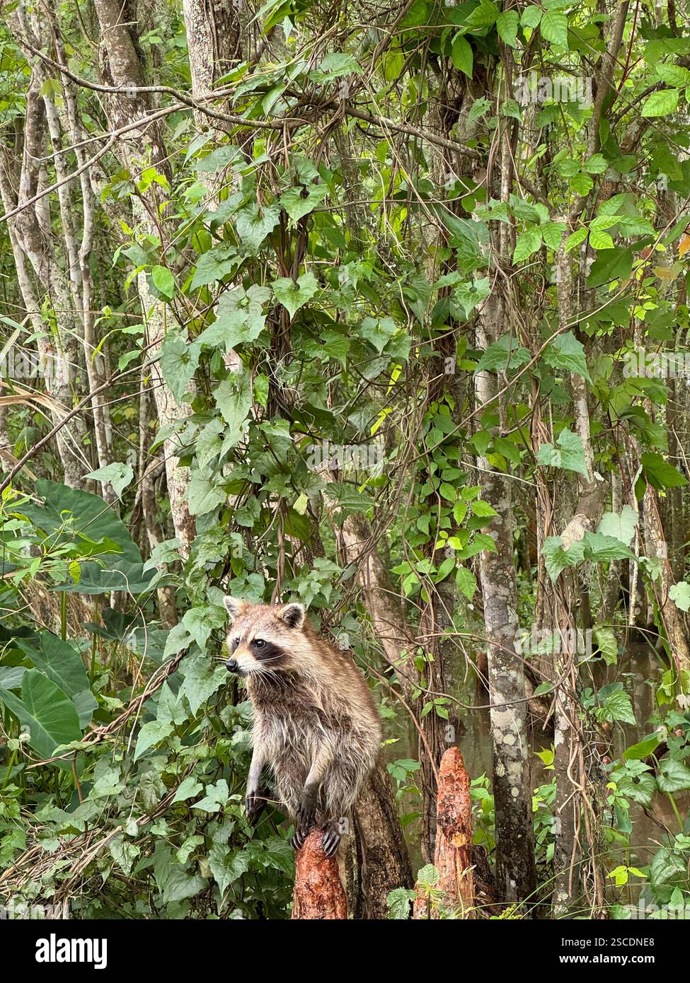 Waschbär auf einem Baumzweig inmitten der üppigen Umgebung eines Sumpfes in Louisiana. Stockfoto