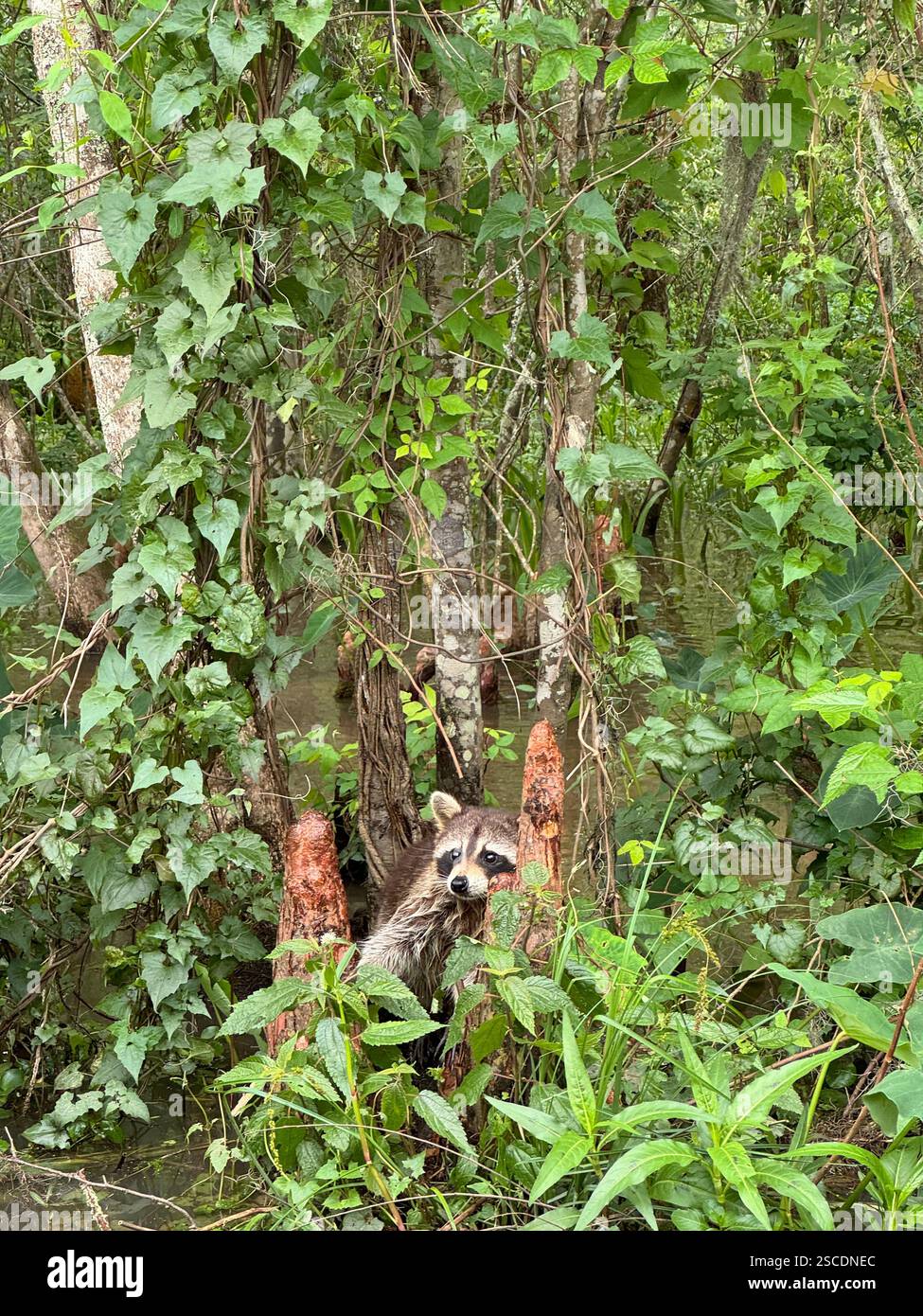 Waschbär auf einem Baumzweig inmitten der üppigen Umgebung eines Sumpfes in Louisiana. Stockfoto