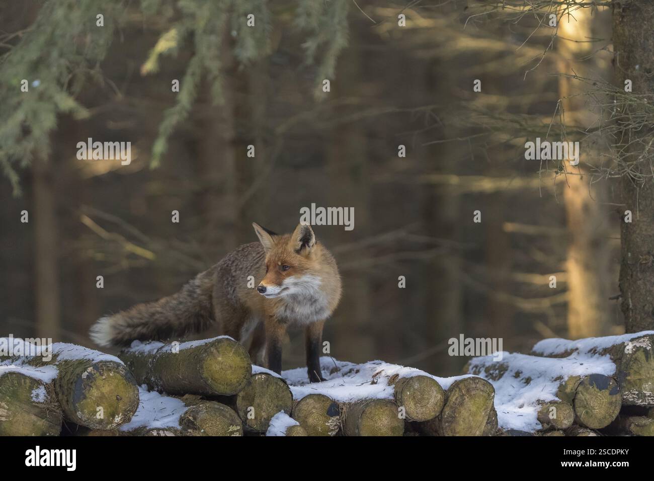 Ein Rotfuchs, Vulpes vulpes, steht auf einem Holzstapel in einem Wald auf der Suche nach Nahrung Stockfoto
