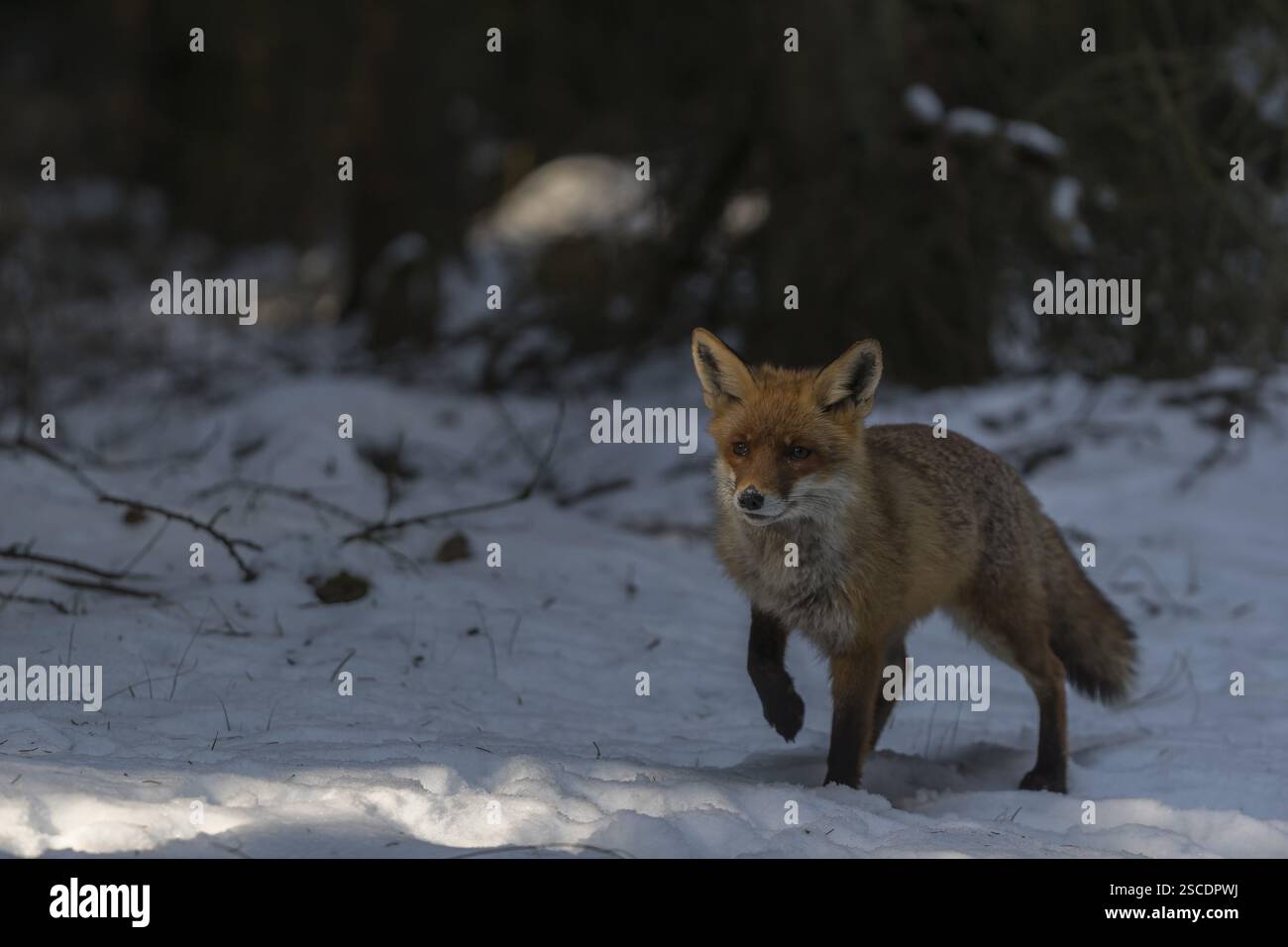 Ein Rotfuchs, Vulpes vulpes, läuft durch das schneebedeckte Unterholz eines Waldes Stockfoto
