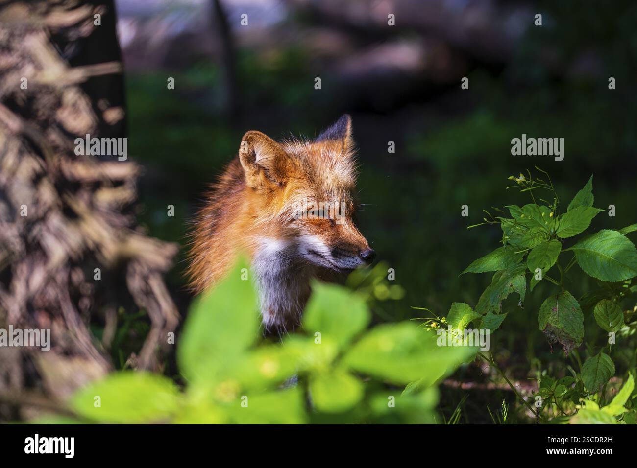 Ein erwachsener Rotfuchs, Vulpes vulpes, steht im Unterholz eines Waldes Stockfoto