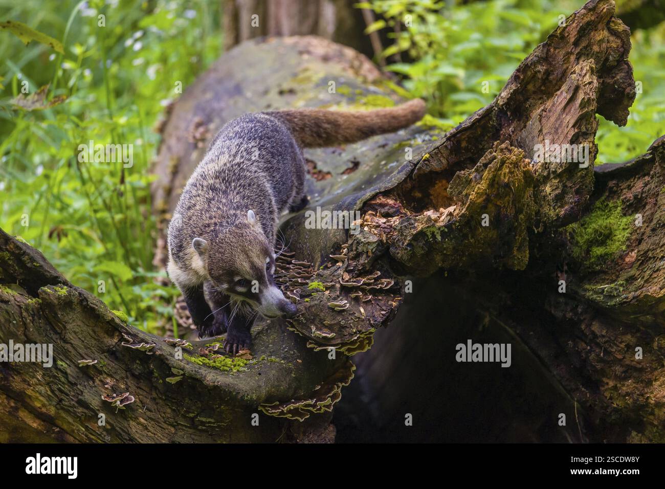 Weißnasen-Coati (nasua narica) sucht im Unterholz eines Waldes nach Nahrung Stockfoto