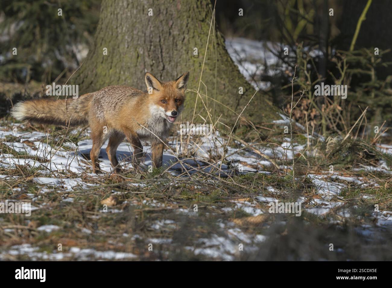 Ein Rotfuchs, Vulpes vulpes, läuft an einem sonnigen Tag durch das Unterholz eines Waldes Stockfoto