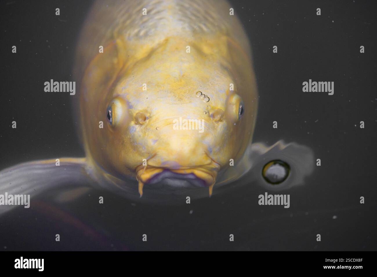 Goldener Koi-Fisch, Cyprinus rubrofuscus, bettelt um Essen Stockfoto